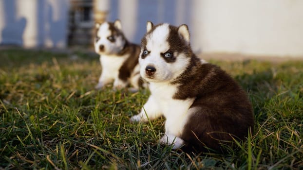 Husky puppies in a clearing near the house. Dog puppies are sitting in the grass. Husky dogs play on the morning grass field.