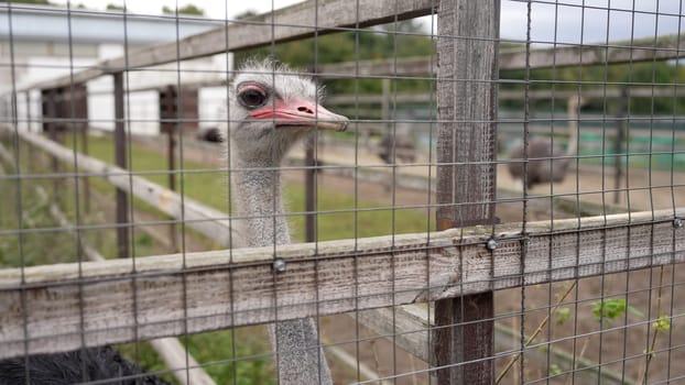Ostriches in a pen, autumn. Ostrich in an enclosure with an open beak. Several ostrich birds are walking in an open enclosure.