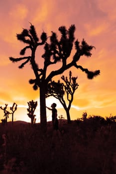 Woman silhouette in Joshua Tree National Park in a summer day with sun backlight. Western still life with amazing cactus. . High quality photo