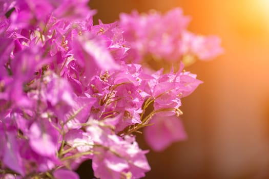 Bougainvillea glabram flower, paperflower. Beautiful magenta bougainvillea tree on sunny spring day.