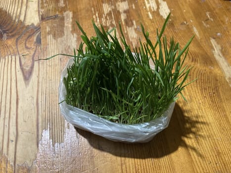 Young grass in a bag for a cat to the pluck