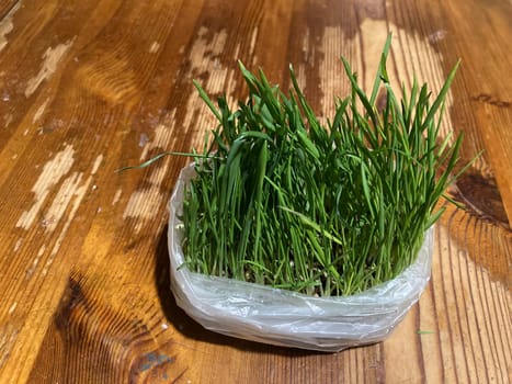 Young grass in a bag for a cat to the pluck