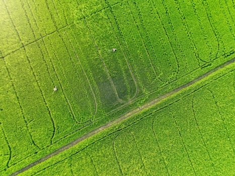 Sustainable agriculture. Aerial view of green rice farm. Beauty nature landscape. Sustainable rice farming. Green paddy field. Rice plantation. Eco-friendly agriculture and environmental conservation.