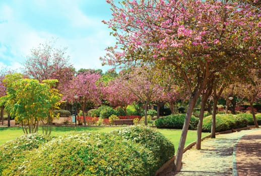 Beautiful blooming garden park in spring day