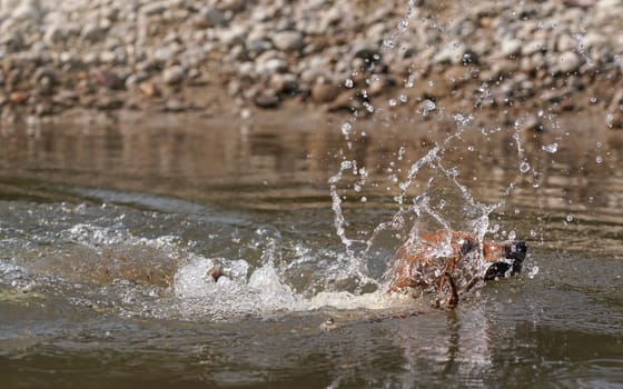 Jack Russell terrier jumped into river, her head barely visible behind water splash