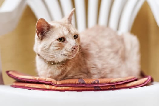Sleepy beige cat sitting on white plastic chair