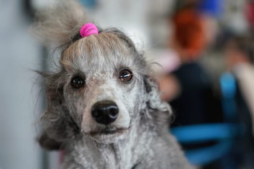 Gray poodle dog getting groomed at dog show contest, detail on funny looking face, pink rubber band in hair