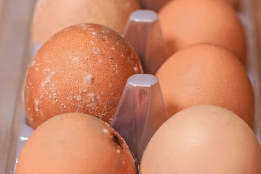 White mildew growing on eggs stored improperly in wet and cold for long time. Food wasting concept