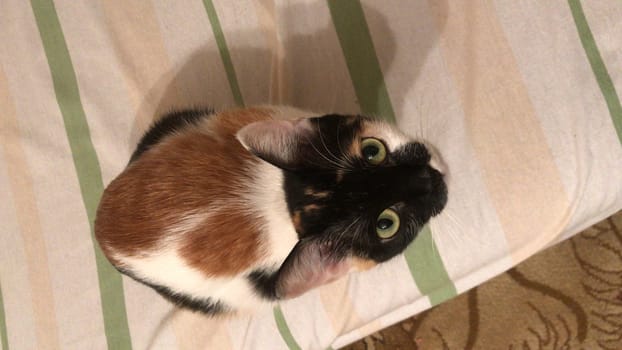 Tricolor domestic cat lying down resting on the couch.