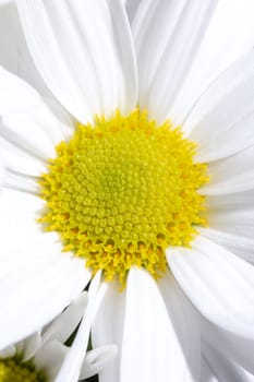 Close-up of a white chrysanthemum with a yellow center on a white background. Ideal for a variety of creative projects and design needs.