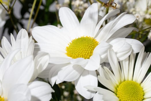 Close-up of a white chrysanthemum with a yellow center on a white background. Ideal for a variety of creative projects and design needs.