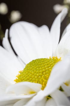 Close-up of a white daisy with a yellow center on black background. Perfect for various creative projects and design needs.