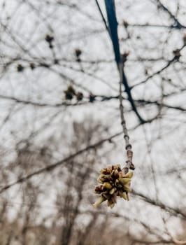 spring swollen bud of a tree in close-up. The smell of spring outside.