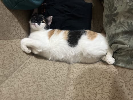 Tricolor domestic cat lying down resting on the couch.