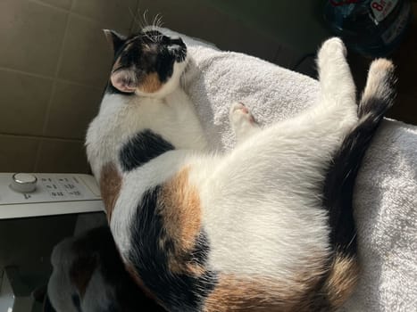 Tricolor domestic cat lying down resting on the couch.