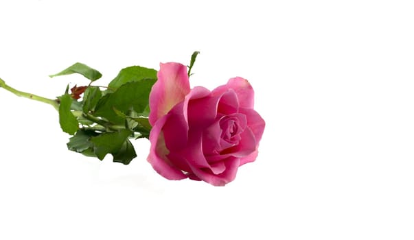 pink rose flower isolated on white background, as a gift for mothers day or valentines