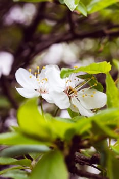 Small white flower on a branch with green leaves close up