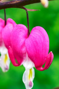 Dicenter pink flowers in the shape of heart on background of green grass, macro photo