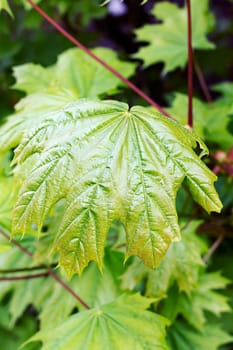 Green maple leaves on tree branch close up