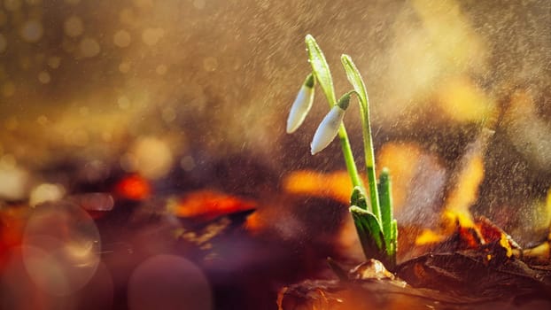 Spring colorful background with flower - plant. Beautiful nature in spring time. Snowdrop (Galanthus nivalis). Rain at sunset in the forest.