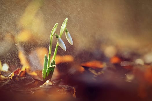 Spring colorful background with flower - plant. Beautiful nature in spring time. Snowdrop (Galanthus nivalis). Rain at sunset in the forest.