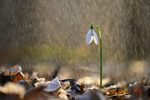 Spring colorful background with flower - plant. Beautiful nature in spring time. Snowdrop (Galanthus nivalis). Rain at sunset in the forest.