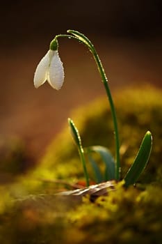 Snowdrops spring flowers. Beautifully blooming in the grass at sunset. Delicate Snowdrop flower is one of the spring symbols. (Amaryllidaceae - Galanthus nivalis)