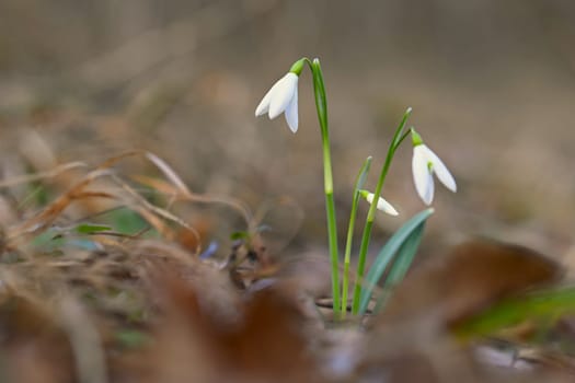 Snowdrops spring flowers. Beautifully blooming in the grass at sunset. Delicate Snowdrop flower is one of the spring symbols. (Amaryllidaceae - Galanthus nivalis)