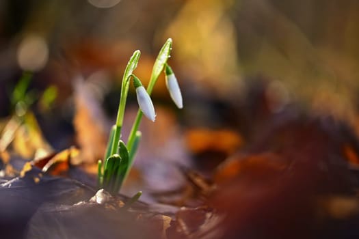 Snowdrops spring flowers. Beautifully blooming in the grass at sunset. Delicate Snowdrop flower is one of the spring symbols. (Amaryllidaceae - Galanthus nivalis)