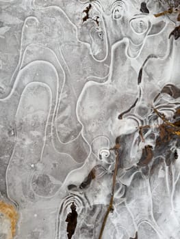 thin transparent ice on a puddle in the park on a winter day, foliage through the ice. High quality photo