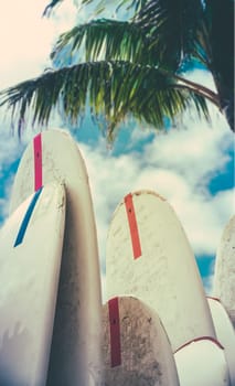 Surfboards In The Shade Of A Palm Tree On Waikiki Beach, Hawaii