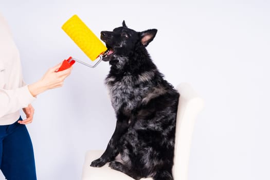 Man painting his dog doing renovation work in room. Good relationship between dog and his owner