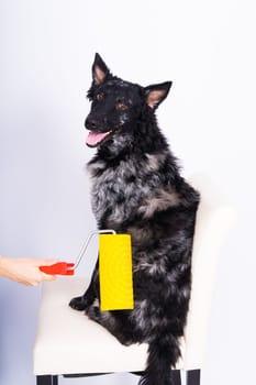 Man painting his dog doing renovation work in room. Good relationship between dog and his owner