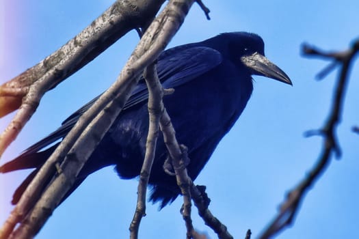 Close up view of a common raven (Corvus corax) bird.