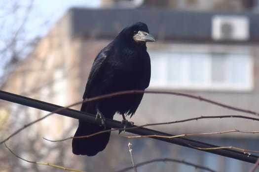 Close up view of a common raven (Corvus corax) bird.