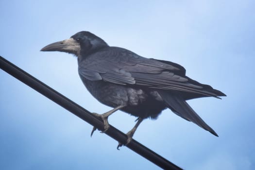 Close up view of a common raven (Corvus corax) bird.