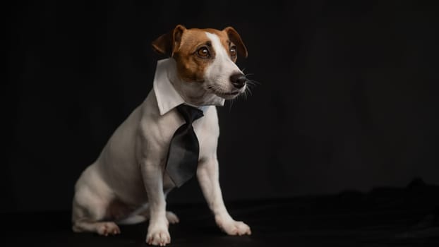 Jack Russell Terrier dog in a tie on a black background. Copy space