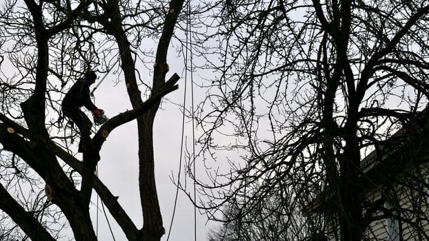 A person, man, arborist is chopping and cutting a tree in front of a house under the cloudy winter sky, altering the natural landscap