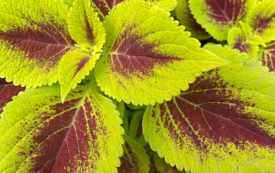 Coleus or painted nettle ornamental decorative leaves in summer flower beds in the garden growing lush and green and red