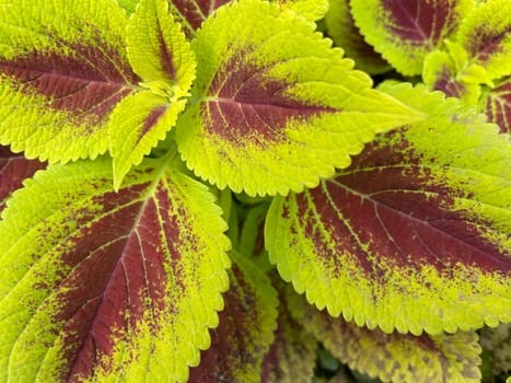 Coleus or painted nettle ornamental decorative leaves in summer flower beds in the garden growing lush and green and red