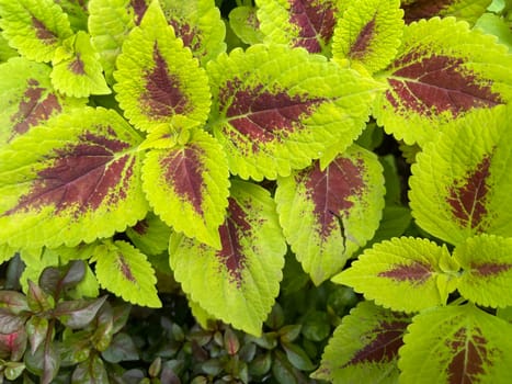 Coleus or painted nettle ornamental decorative leaves in summer flower beds in the garden growing lush and green and red