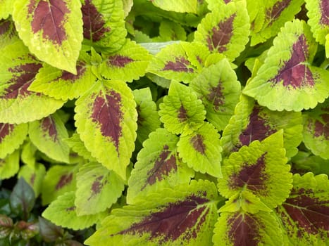 Coleus or painted nettle ornamental decorative leaves in summer flower beds in the garden growing lush and green and red