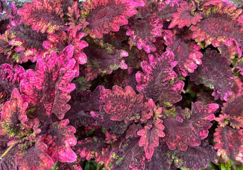 Coleus or painted nettle ornamental decorative leaves in summer flower beds in the garden growing lush and green and red