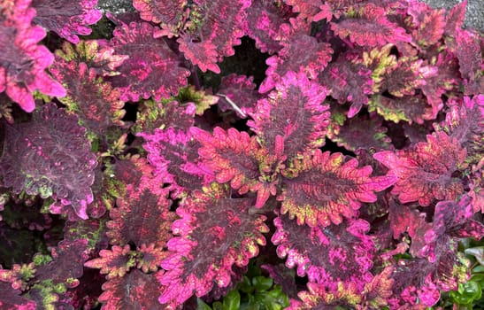 Coleus or painted nettle ornamental decorative leaves in summer flower beds in the garden growing lush and green and red