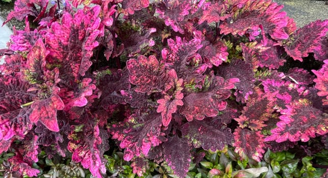 Coleus or painted nettle ornamental decorative leaves in summer flower beds in the garden growing lush and green and red