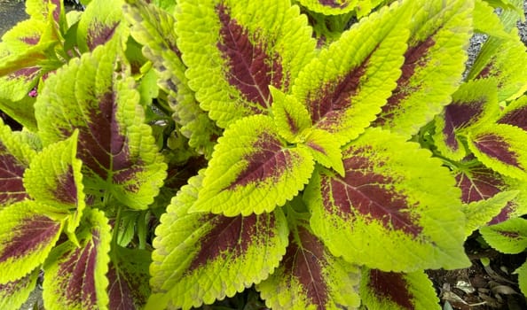 Coleus or painted nettle ornamental decorative leaves in summer flower beds in the garden growing lush and green and red