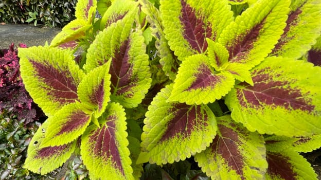 Coleus or painted nettle ornamental decorative leaves in summer flower beds in the garden growing lush and green and red