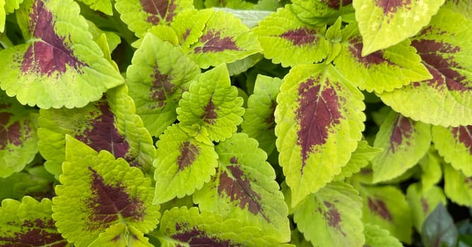 Coleus or painted nettle ornamental decorative leaves in summer flower beds in the garden growing lush and green and red