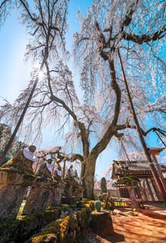 saitama, chichibu - mar 26 2023: Wide view of stone statues of Jizo bodhisattva deities covered by moss overlooked by a japanese shidarezakura weeping cherry blossoms tree in Buddhist Seiunji Temple.