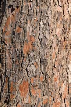 conifer bark as background